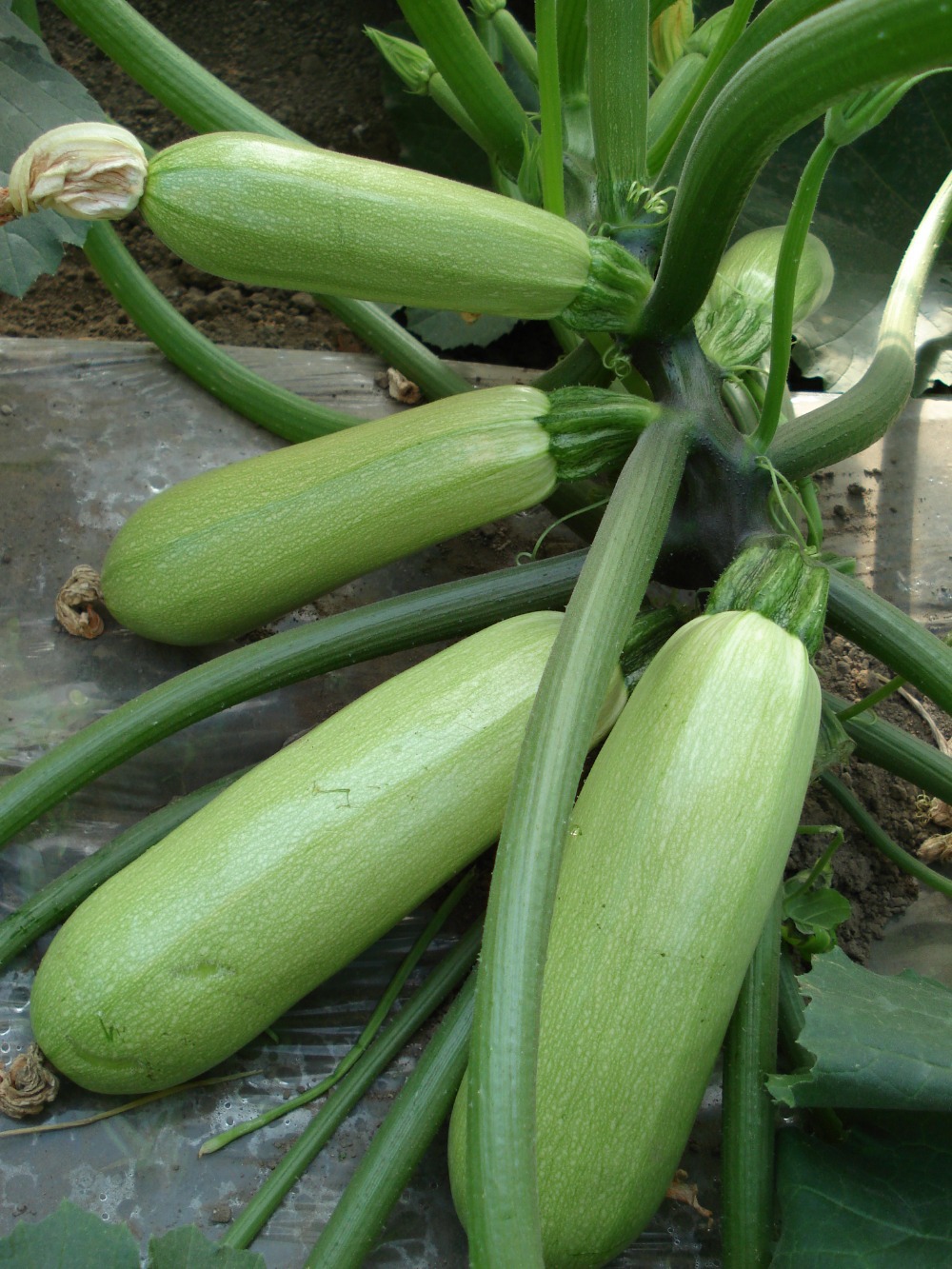 Хибриден жад бр.1 рано зрели мазни зелени семиња од тиква
