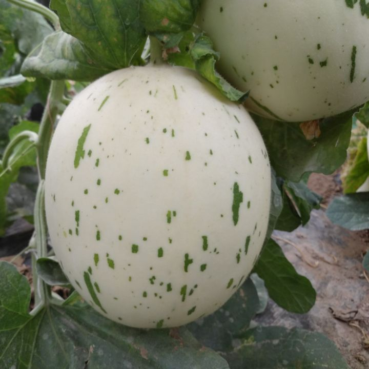 F1 Hybrid Early Honey Hami Melon Seeds for Growing