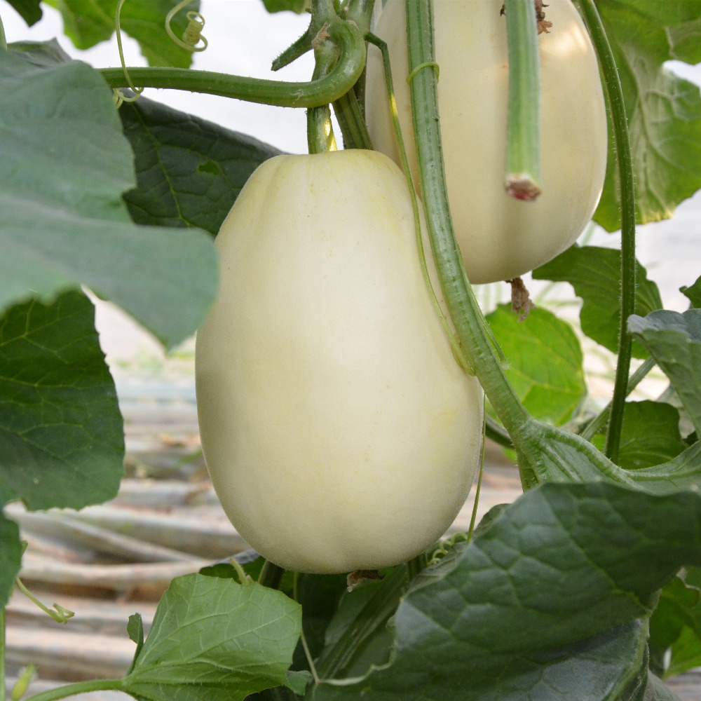 Semená hybridného bieleho melóna Sweet Girl 24 na pestovanie