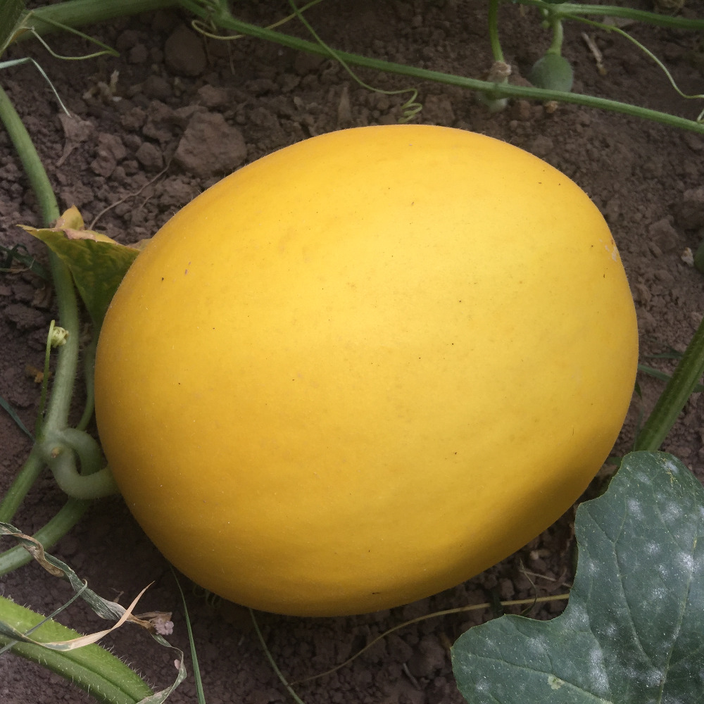 Chinese early maturity hybrid f1 yellow musk melon mbeu
