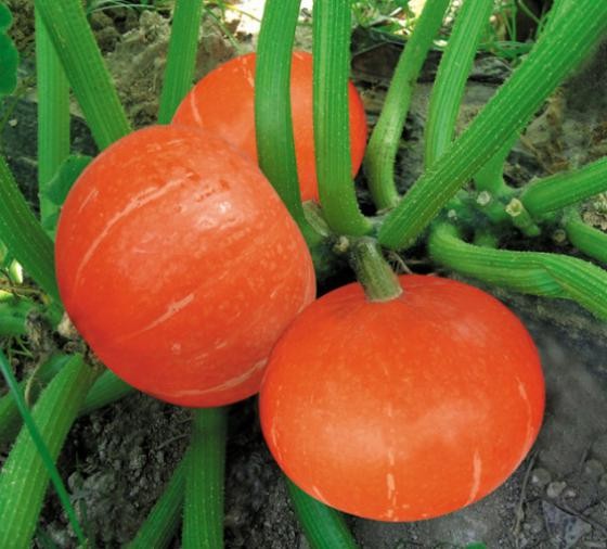 Sementes de abóbora híbridas vermelhas de maturidade precoce