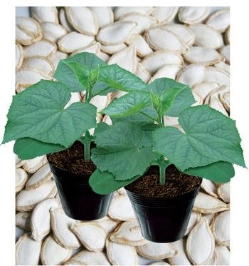 2021 Hybrid rootstock seeds for growing