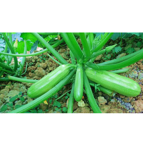 Hybrid squash seeds para sa huling pagtatanim ng tag-araw o taglamig
