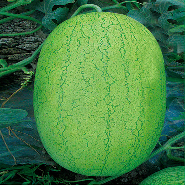Big Pearl Sineeske langwerpige watermeloen sieden