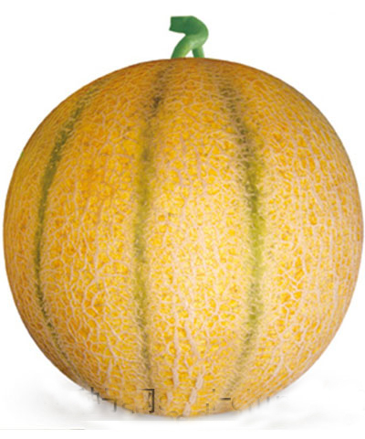 Oriente Medio Sementes de melón redondas híbridas de madurez extremadamente temperá