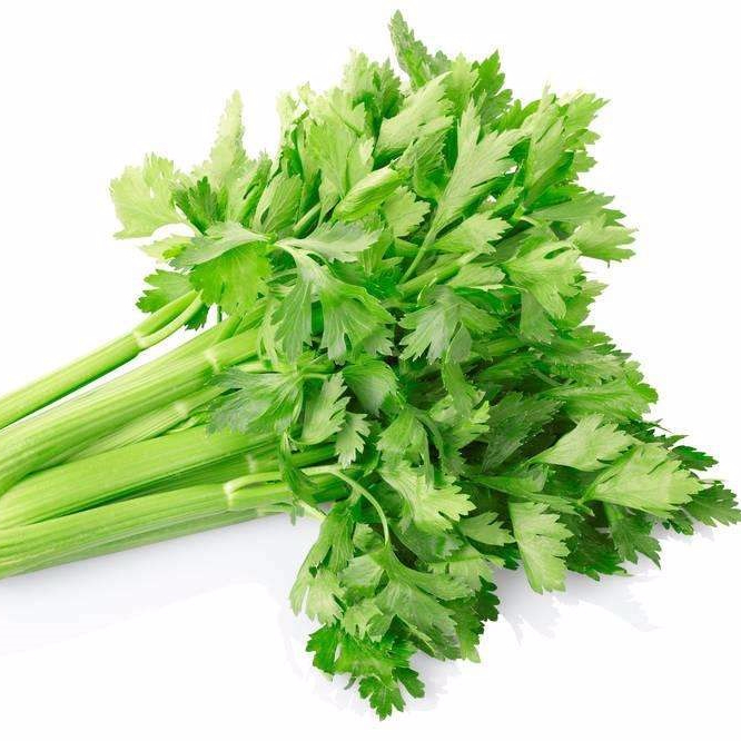 Apat na season hybrid vegetable seeds celery seeds for sale