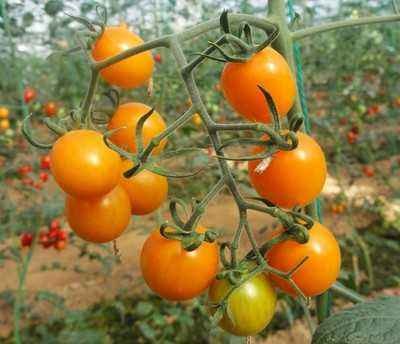 Sineeske hege opbringst Gouden giel oranje cherry hybride tomaat sied foar planten