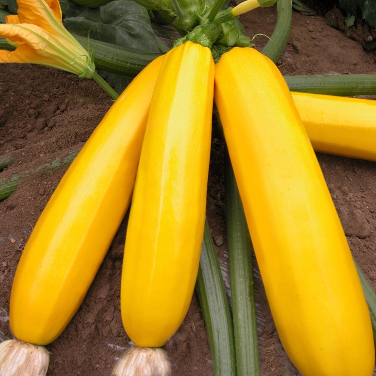 F1 squash սերմերի տնկում ջերմոցային դեղին գույնի դդմի սերմեր տնկելու համար