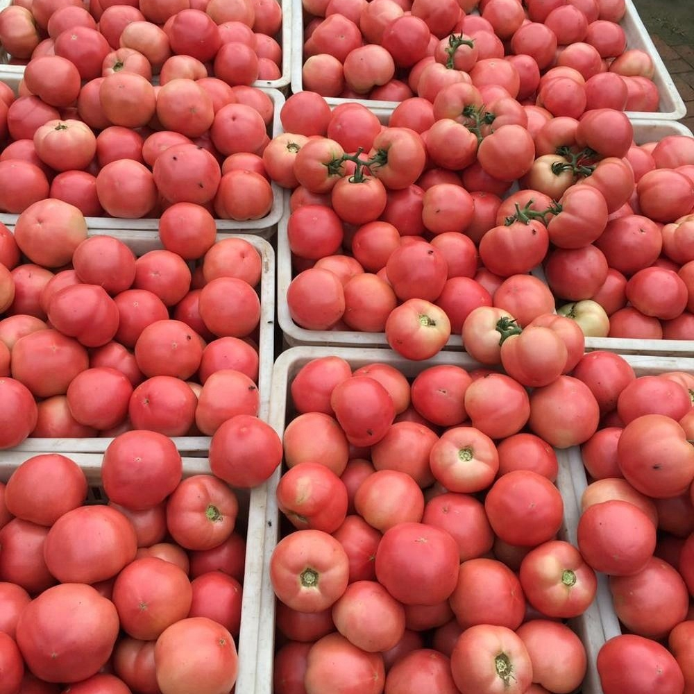 Semilla de tomate para invernadero con precio competitivo semillas de tomate rosa