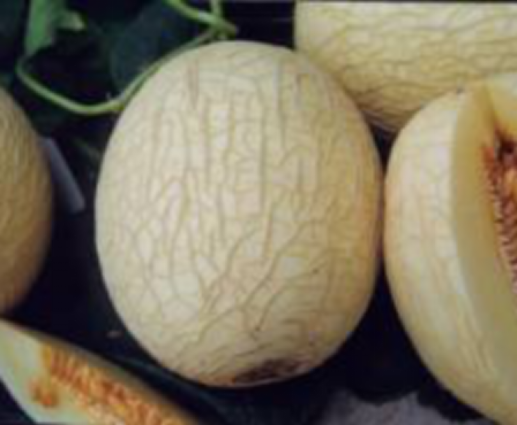 Sementes de melón híbrido de melón de alto contido en azucre de crecemento vigoroso
