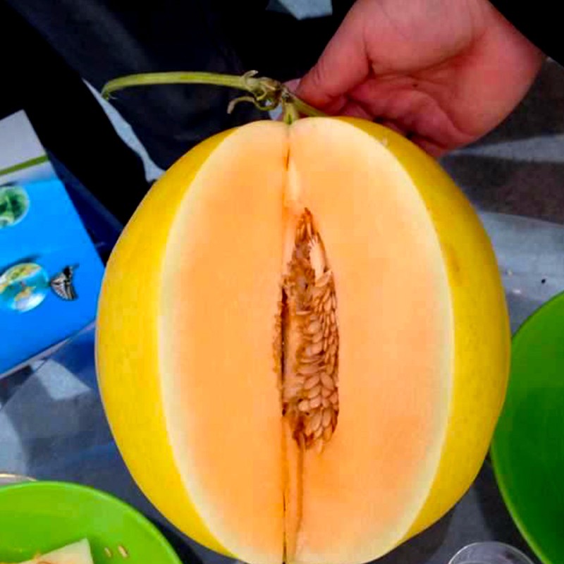 Žlutá slupka oranžová dužina super sladká semena melounu z Číny