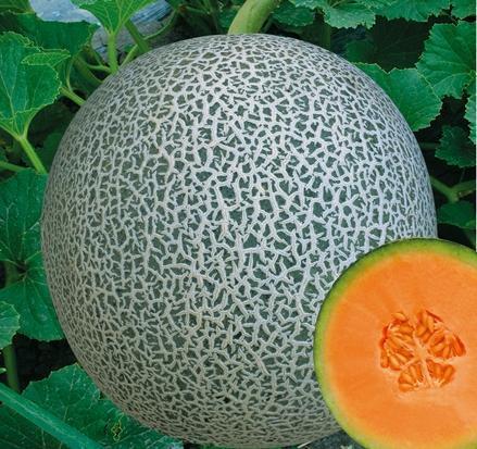 Middle mature hami/musk melon seeds for sale