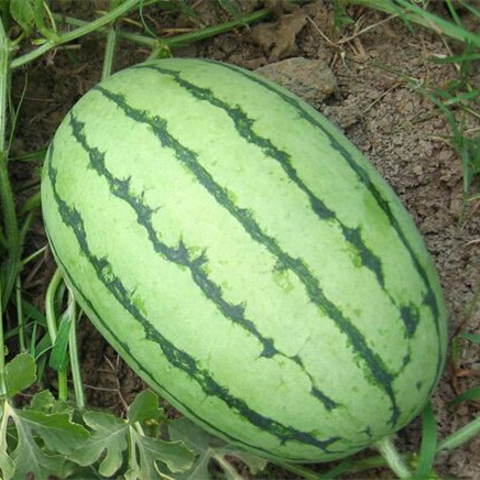 BELL High Germination Hybrid F1 Watermelon Seeds