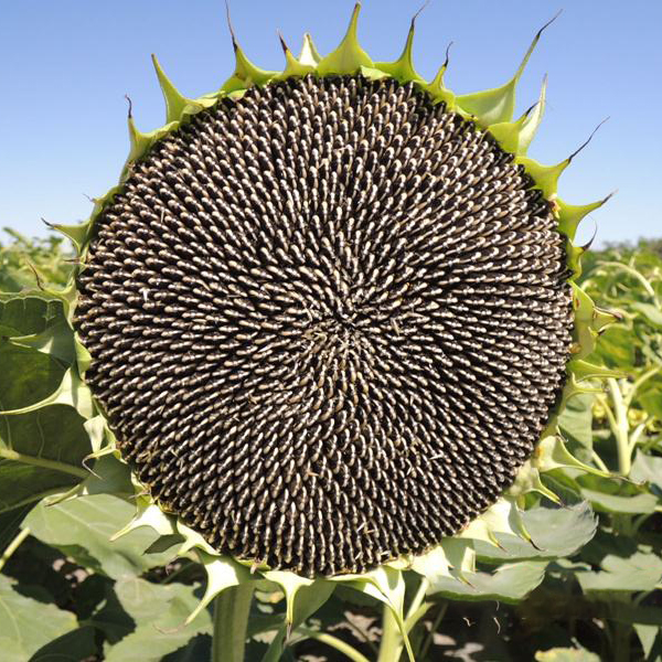 Hybrid 361-Typ, der Sonnenblumenkerne pflanzt Ausgewähltes Bild