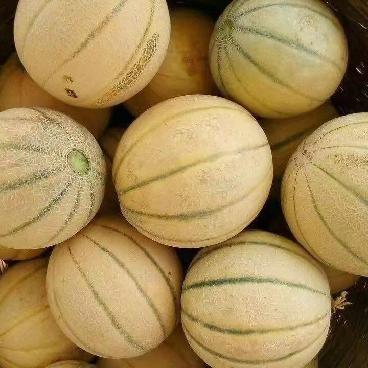 လက်ကား Europe Round Stripe Sweet Hybrid F1 Melon အစေ့
