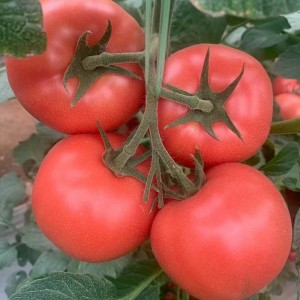 SXTS No.1403 Rosa Hybrid-Tomatensamen