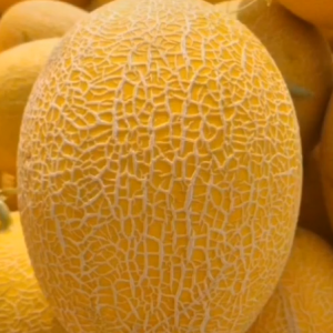 Nasiona słodkiego melona hybrydowego Yellow Xing Ha o czerwonym miąższu