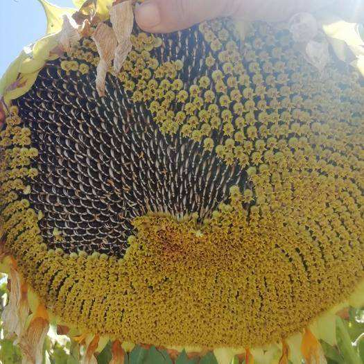 hybrid 361 type nga pagtanum ug mga liso sa sunflower
