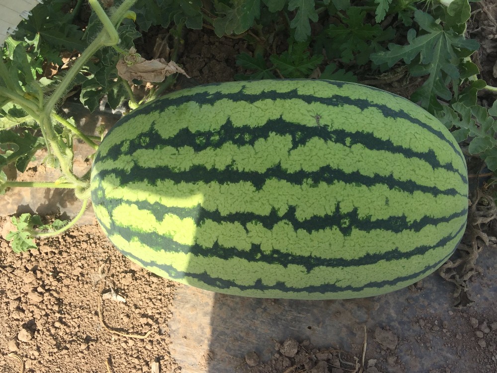 8th Emperor No.3 big size hybrid f1 watermelon mbeu