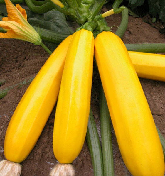 Yellow Zuccini Chinese long shape high yield squash seeds