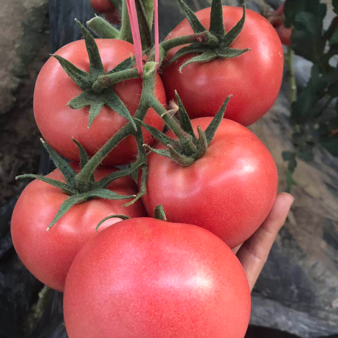 Wholesale China Chocolate Tomato Seeds Factory –  Unlimited growth type vegetable seeds hybrid tomato seeds  – Shuangxing