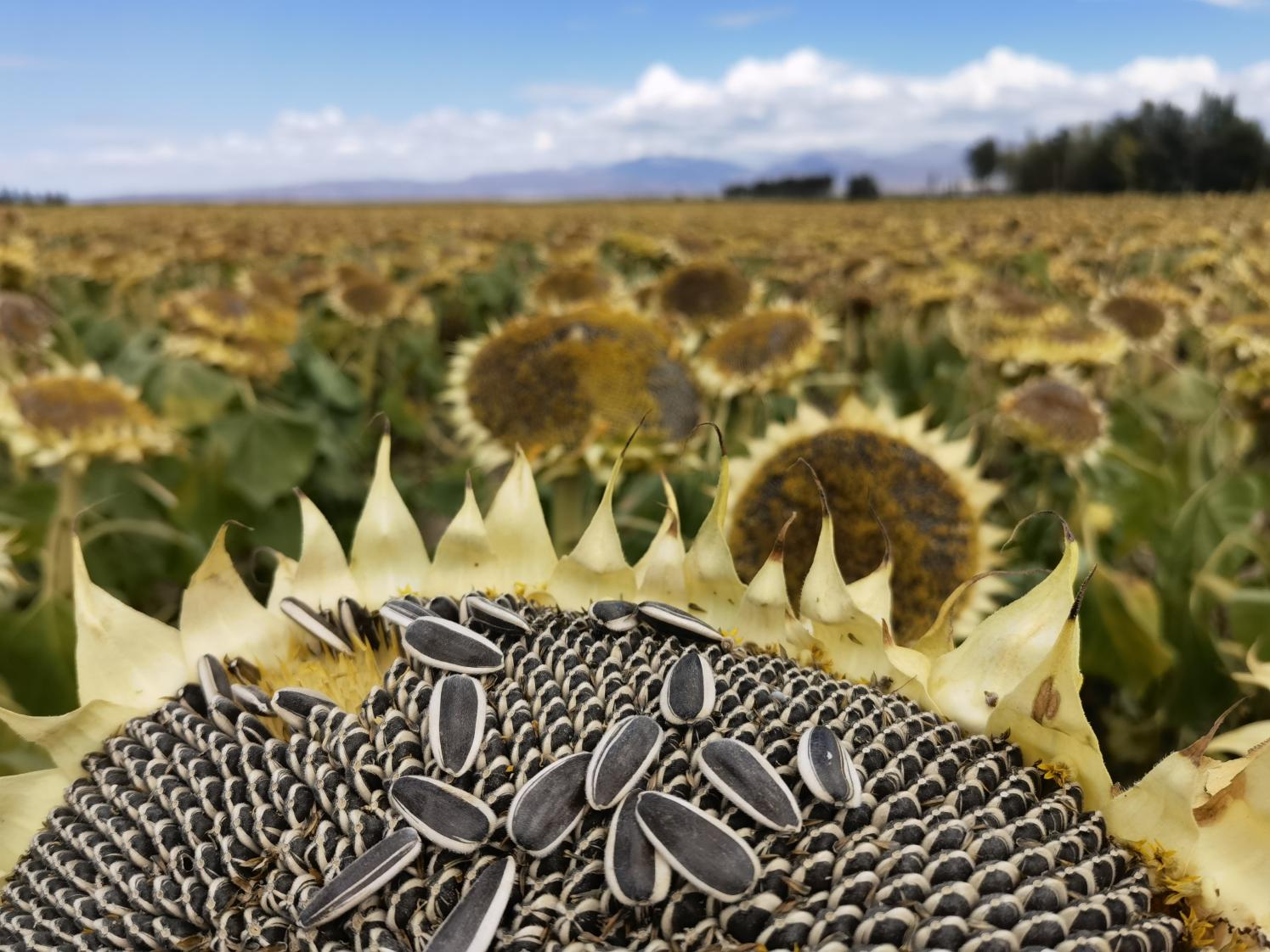 Nuovi semi di girasole ibridi nella base dello Xinjiang
