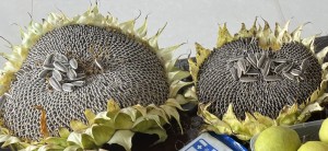SX No60 Hybrid Sunflower Seeds sa Xinjiang Base