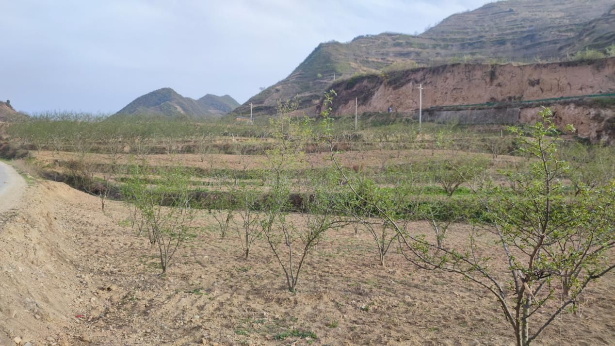Daim ntawv tshuaj ntsuam qoob loo |2023 Frost Damage Assessment hauv Gansu Sichuan Pepper Production Areas