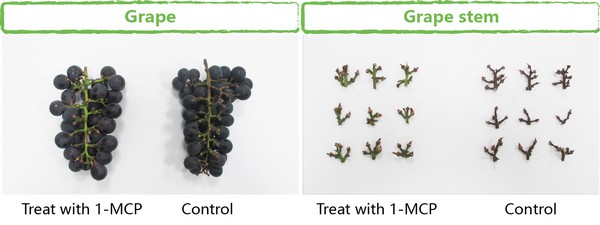 Our technology extends grapes’ shelf-life to serve longer distance transport