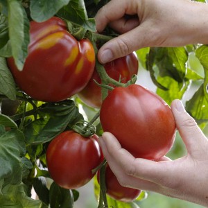 Natural Tomato Extract Powder Lycopene 1% 5% 6% 10% 20% with Best Price