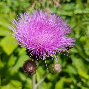 SP-H004 Pure Natural Milk Thistle Extract with Silymarin Silibinin for Liver Protection