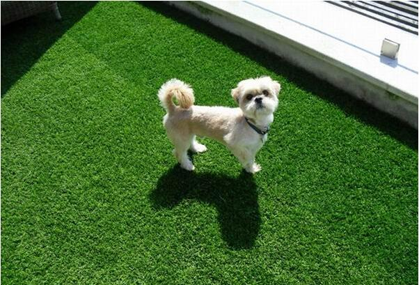 Why artificial grass turf is more suitable for dog lovers