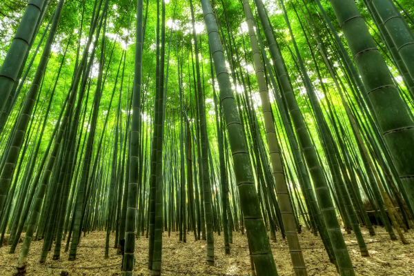Dell: Pembungkusan buluh dengan ciri-ciri Cina menggalakkan perlindungan alam sekitar dalam rantaian bekalan