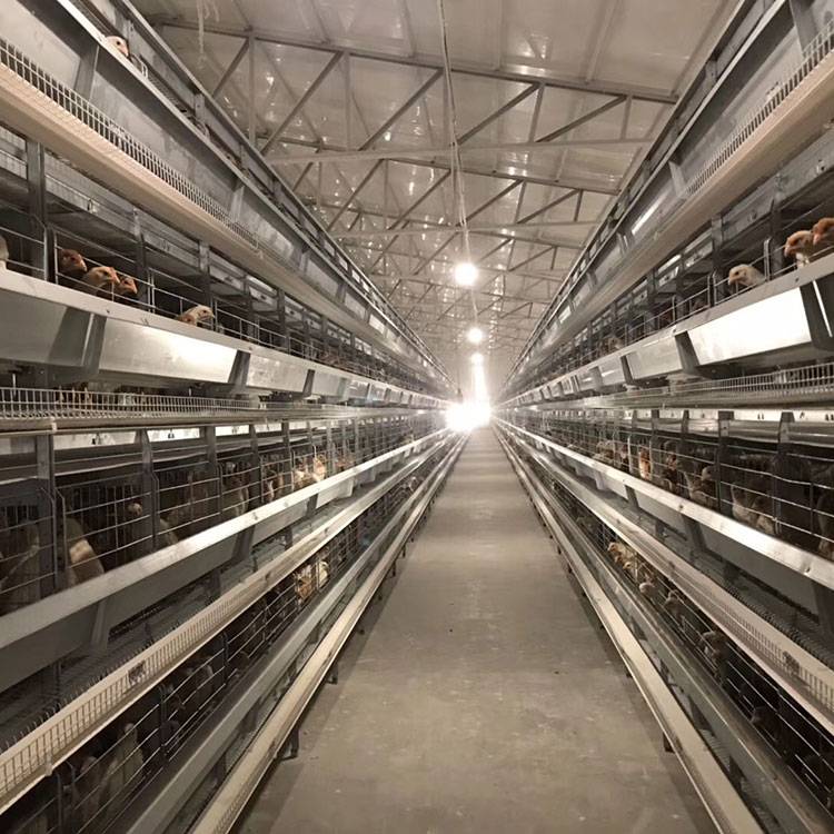 H type cages for hens