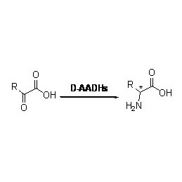 Дэгідрагеназа D-амінакіслот (D-AADH)