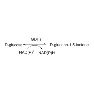 គ្លុយកូស dehydrogenase (GDH)