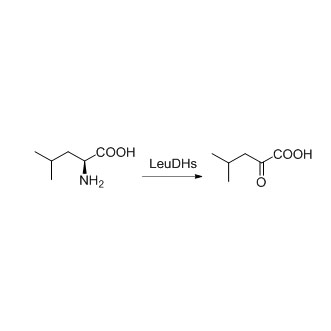 Лейцындэгідрагеназа (LeuDH)