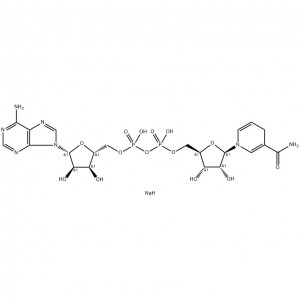 β-Nicotinamide adenine dinucleotide, cruth lùghdaichte, salann disodium (NADH ▪ 2ＮＡ)