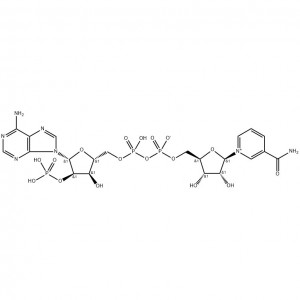 β-Nicotinamide adénin dinucleotide phosphate hydrate (NADP)