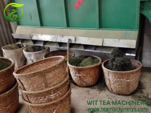 Automtic Tea Winnowing Ordigmaŝino Tea Winnower Machine ZC-6CFX-40