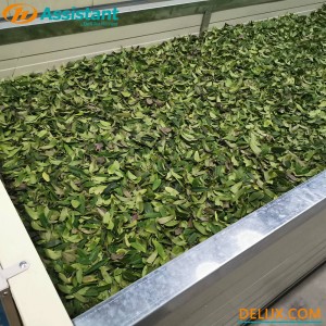 Procesul de ofilire a frunzelor de ceai proaspăt Mașină de ofilit 6CWD-580