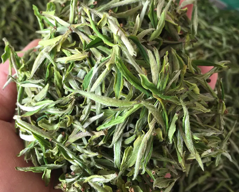 What Is The Temperature For Drying Green Tea?