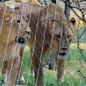 Lion enclosure mesh