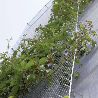 Sustainable and Cost-effective Solution for Green Walls