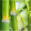 bambuko