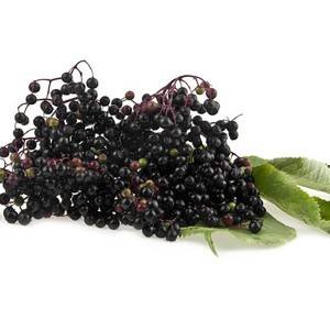 Sambucus Nigra Elderberry ekstraktı