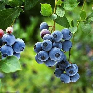 Ekstrak Blueberry Wild