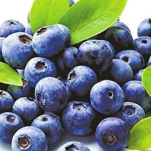 Ekstrak Blueberry Wild