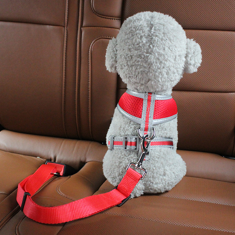 Surprisingly Chic Dog Leashes And Harnesses | HuffPost Life