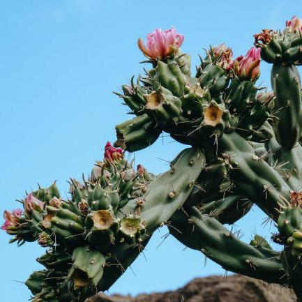 Dostawa fabryczna Gorąca sprzedaż Czysty naturalny proszek kaktusowy